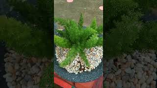 asparagus densiflorus plantlover plants [upl. by Brenton]