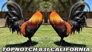 Fly Pens TopNotch Farm 831  Beautiful Birds Farm Visit California USA [upl. by Mllly807]