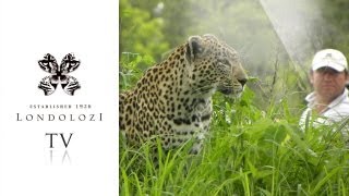 Phenomenal Footage of Leopards Mating  Londolozi [upl. by Eyk456]