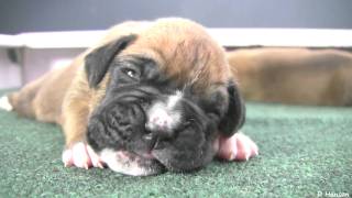 Boxer Puppies Begin to See in HD [upl. by Richmond]