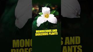 II Monoecious and Dioecious Plants II [upl. by Ecnal393]