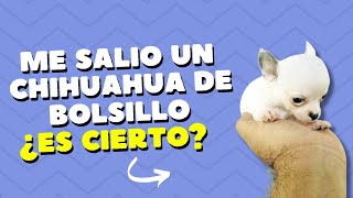 ¡Me salió un chihuahua de bolsillo [upl. by Sorenson660]