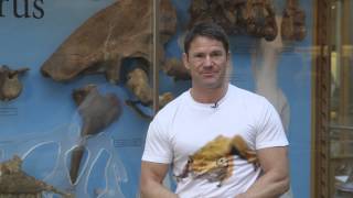 Steve Backshall  The Megalosaurus [upl. by Jami500]