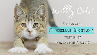 Meet Our Wobbly Cats What is Cerebellar Hypoplasia and How Does it Affect Your Cat [upl. by Hodge]