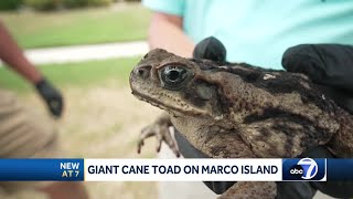 Footlong cane toad removed from Marco Island homeowners backyard [upl. by Mayor]