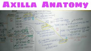 Axilla Anatomy  Part 2  TCML Anatomy Chart [upl. by Stafford]