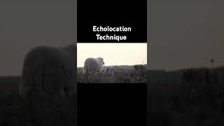 Echolocation echolocation echo animals technique youtubeshorts [upl. by Lore]