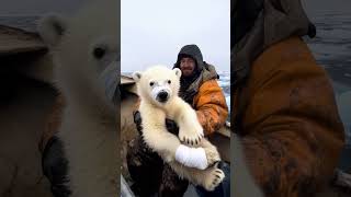 The polar bear is injured who will help it animals cute fromtherivertothesea [upl. by Angelique679]