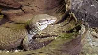 Varanus acanthurus femelle [upl. by Egor669]