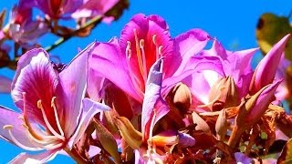 Orchid Tree Bauhinia variegata La Costa California [upl. by Wiltshire899]