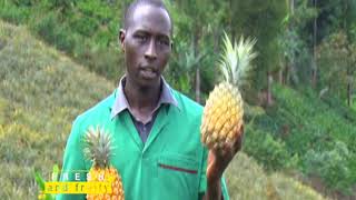 Young and in the Profitable Business of Pineapple Farming [upl. by Marwin]