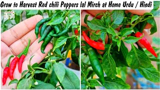 Grow to Harvest Red Chili Peppers lal Mirch Grow red chili Plant at Home Urdu  Hindi [upl. by Ssitnerp]