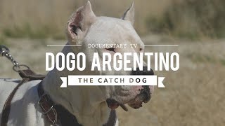 HUNTING WITH DOGO ARGENTINO [upl. by Guido]