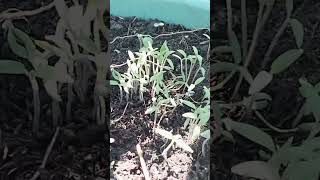 2weeks tomatoes seed started to Sow under philodendron plants [upl. by Tai]