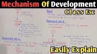 Mechanism Of Development  Hans Dietrisch And Spemann Experiment  Class 12  UrduHindi [upl. by Elleirbag]