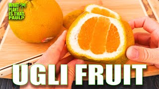 UGLI FRUIT  Jamaican tangelo  TASTING and REVIEW  An Orange a Grapefruit and a Tangerine [upl. by Yticilef465]