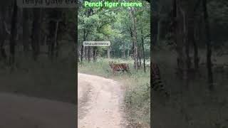 2 Tigers live in safari Tigers safari Tigers wildlife viralvideos [upl. by Agnella509]