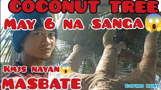 misteryosong puno ng niyogcoconut tree may6anim na sangacopino hunt [upl. by Hiamerej504]