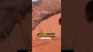 Kalahari Desert The Hidden Oasis short facts africa kalahari [upl. by Hyps]