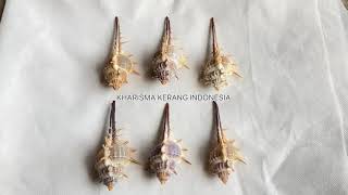 MUREX TERNISPINA MUREX NIGROSPINOSUS MUREX SHELL MUREX SNAIL ROCK KERANG MUREX KERANG SISIR [upl. by Jacenta]