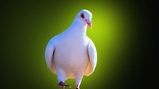 Fancy Pigeon Photo Gallery   Palomacy Pigeon amp Dove Adoptions [upl. by Dnalhsa476]