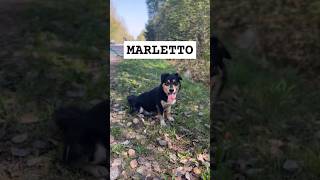 MARLETTO  jest gotowy do pokochania i adoptowania  czytaj opis  pies adoptme wolontariat dog [upl. by Croix715]