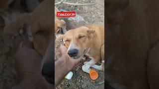 Medicine for ear infection 😢dogs streetdogsofindia animaldog streetdog [upl. by Oflodor599]