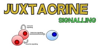 Juxtacrine Signalling  Contact Dependent Signalling [upl. by Addy]