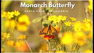 Monarch Butterflies in Santa Cruz  Natural Bridges Monarch Trail [upl. by Enyleve]