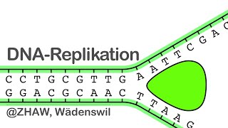 DNA Replikation [upl. by Charlotta456]