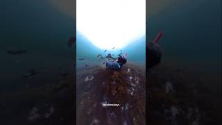 This fish attacked my face kina pestcontrol asmr [upl. by Eintruok]