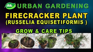 Firecracker PlantRusselia Equisetiformis Grow and Care Tips [upl. by Par]