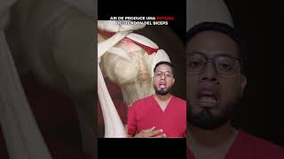 Hombro doloroso dolor hombro anatomia fisioterapia 3danimation greenscreen [upl. by Bullock]