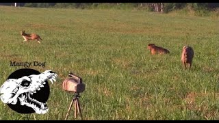 Mad Female Runs Down The Dogs  Coyote Hunting With Decoy Dogs [upl. by Tiff]