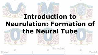 Introduction to Neurulation [upl. by Iolanthe]