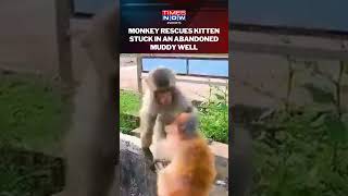 Monkey Saves Kitten Stuck In Abandoned Well Netizens React As Video Goes Viral On Internet [upl. by Surtimed830]