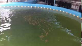 INDOOR FISH FARMING RAS  hyderabad India BASA Fish  Recirculating aquaculture system [upl. by Reg319]