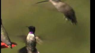 Blackchinned Hummingbird Archilochus Alexanderi [upl. by Siva]