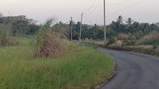 Jack In The Box Gully In St Thomas Barbados 🇧🇧 3 [upl. by Nanahs637]