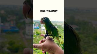 White eyed conure Harness training… whiteeyedconuresunconure tamedparrot birds [upl. by Nerin693]