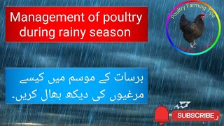 Poultry Farming Care Management in Rainy SeasonPoultry Farming in Pakistan poultry Farming course [upl. by Danae]