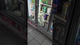 Bodega Cat Brooklyn [upl. by Chappie]