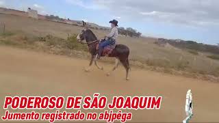 PODEROSO DE SÃO JOAQUIMmangalargamachadormangalargadobrasilmangalargadeeliteviralvideo [upl. by Esahc426]