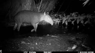 Male Bairds Tapir appears 3 hours after female and poops in the creek Drake Bay  August 23 2022 [upl. by Lusar989]