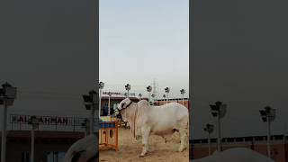 BEAUTIFUL COW  HEAVY COW 2K25 YT SHORTS VIDEO YT VARAL VIDEO THANKS FOR SUBSCRIBE MY CHANEL [upl. by Beora]