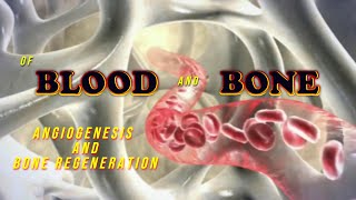 Of Blood and Bone Angiogenesis and bone regeneration [upl. by Anaylil]