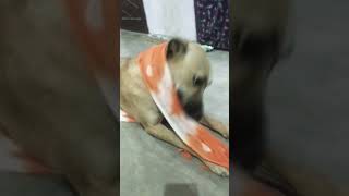 Choli k picha dog funny comedy cute [upl. by Oram363]