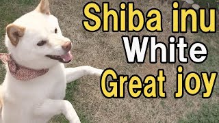 Shiba inu Great joy （White shiba dog） [upl. by Llerdna916]