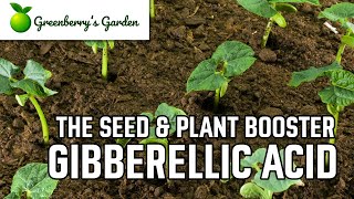 Gibberellic Acid  The Seed and Plant Booster [upl. by Doble]