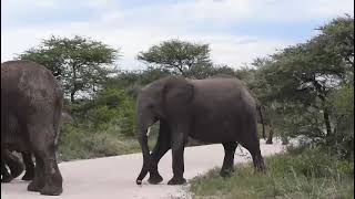 Wildlife of Namibia Large Elephant herd in Etosha near Namutoni [upl. by Moshell]